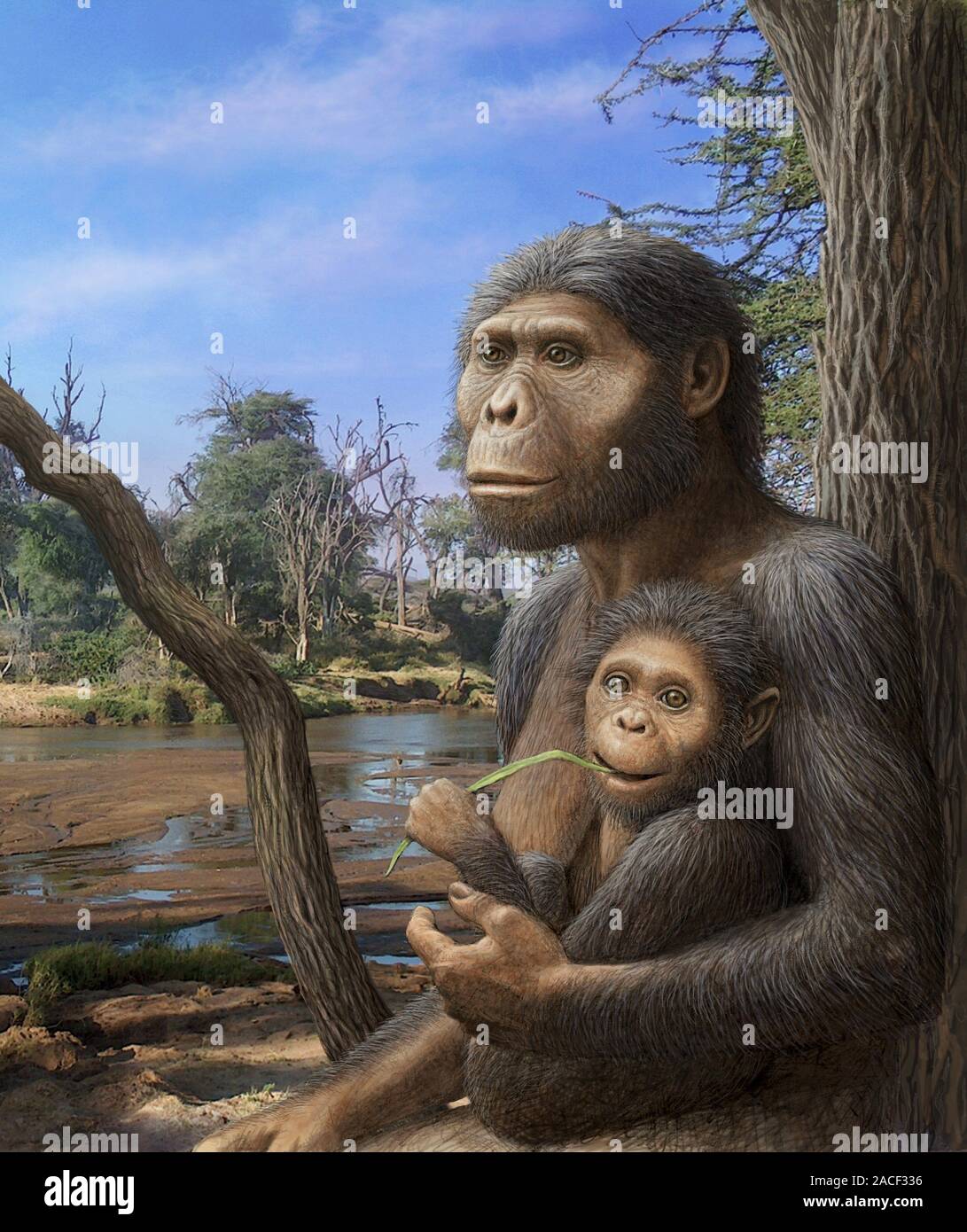Australopithecus afarensis. Artwork of a female Australopithecus ...