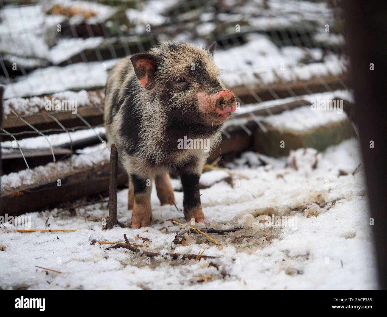 Funny little pig with a dirty Piglet Stock Photo - Alamy