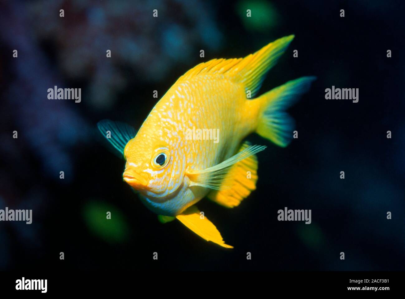 Golden damselfish (Amblyglyphidodon aureus). This species of damselfish ...
