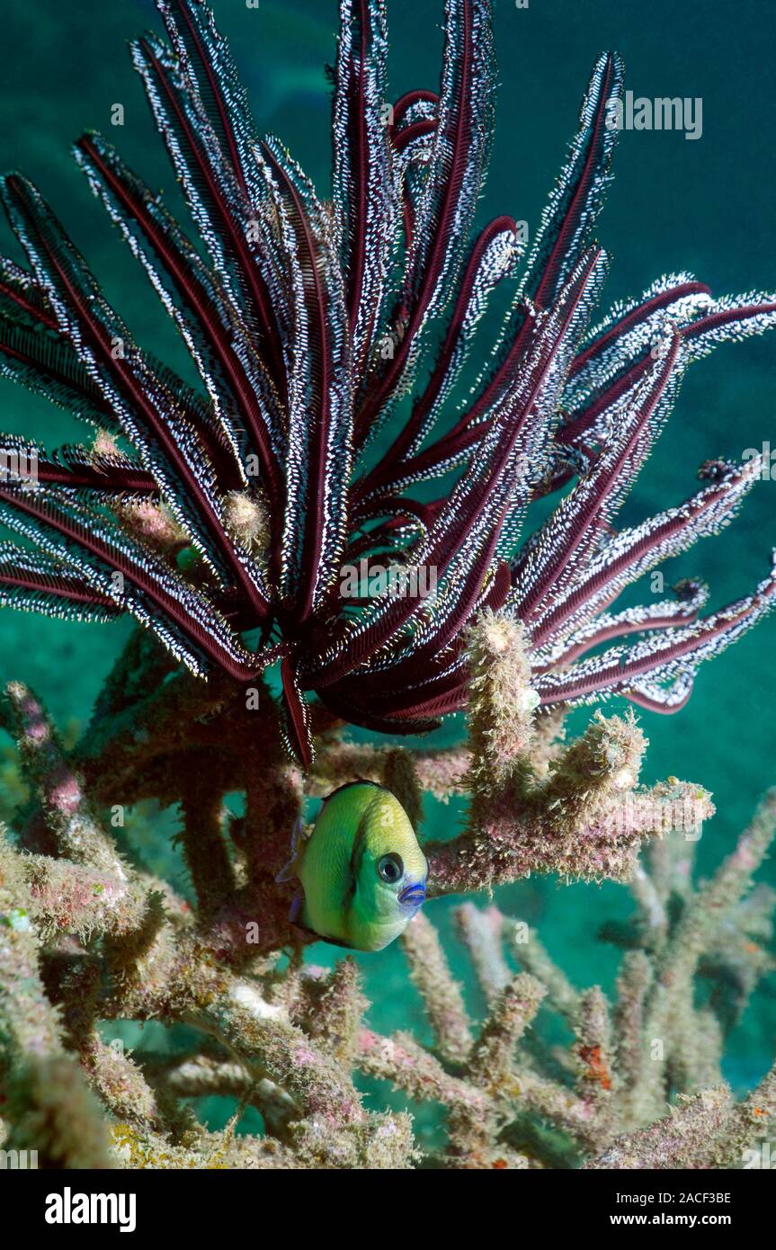 Reticulated dascyllus fish (Dascyllus reticulatus) with a large crinoid ...