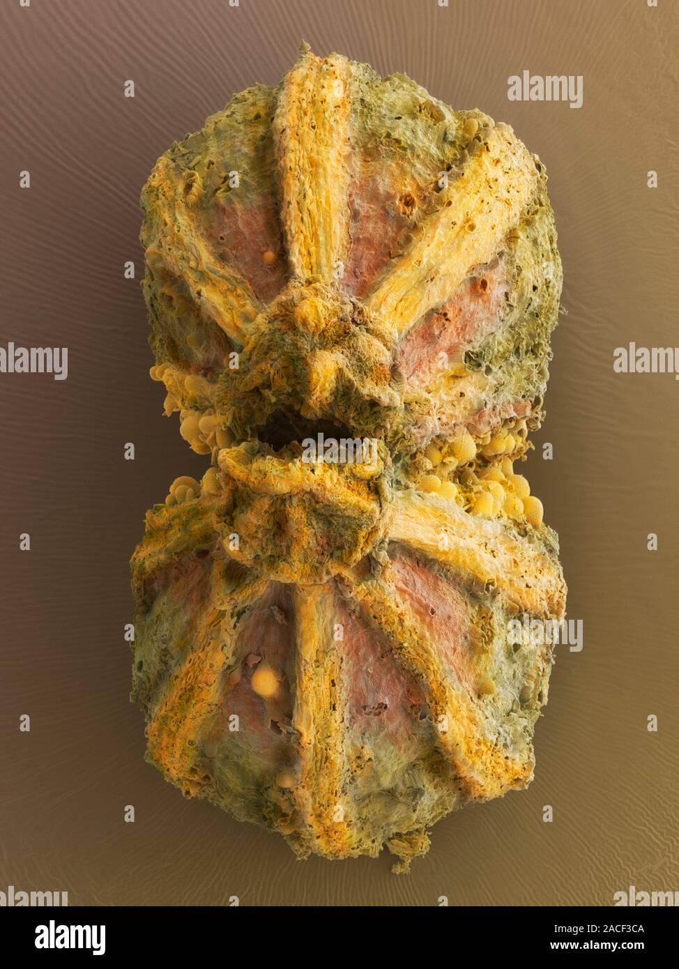 Ajowan fruit. Coloured scanning electron micrograph (SEM) of dried