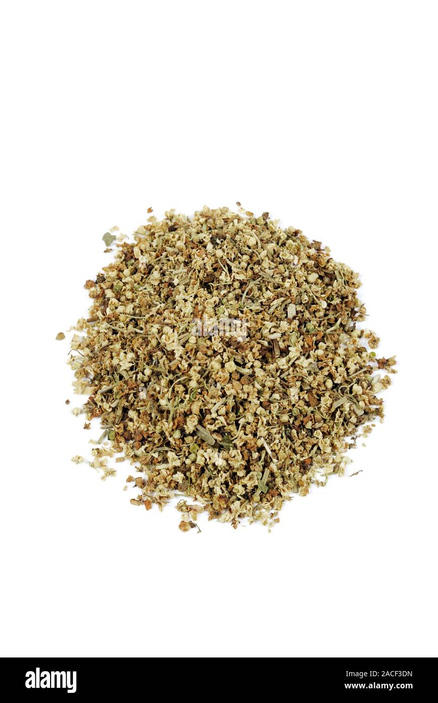Elder flowers herb (Sambucus nigra). This is used in herbal medicine to