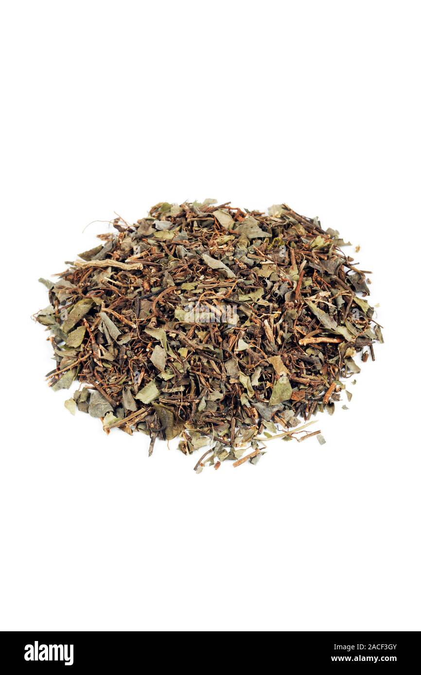 Squaw vine herb (Mitchella repens). This is used in herbal medicine to