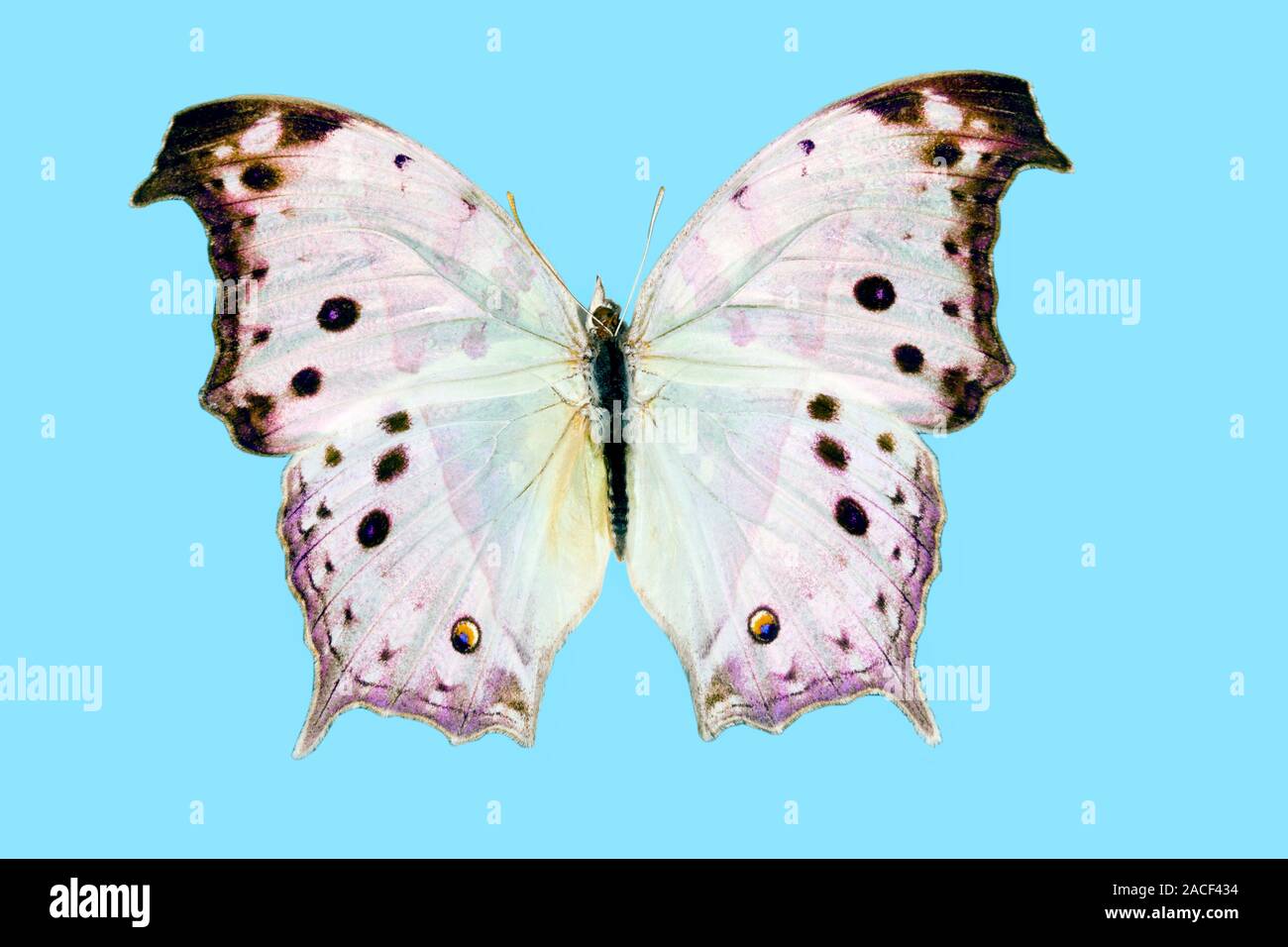 Leaf butterfly (Salamis parhassus). This rare butterfly is native to