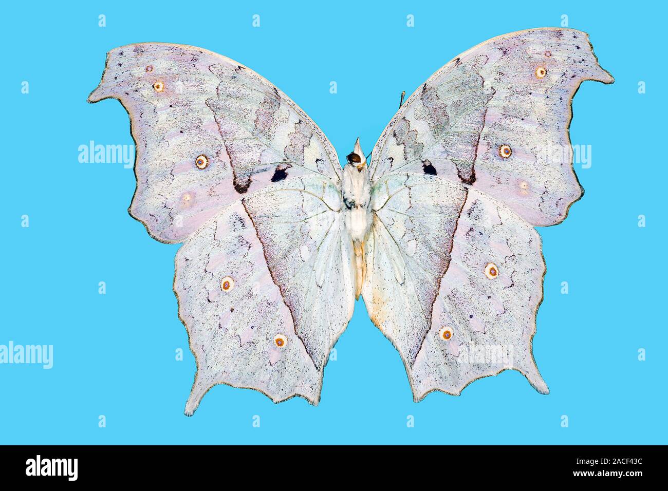 Leaf butterfly (Salamis parhassus), underside view. This rare butterfly