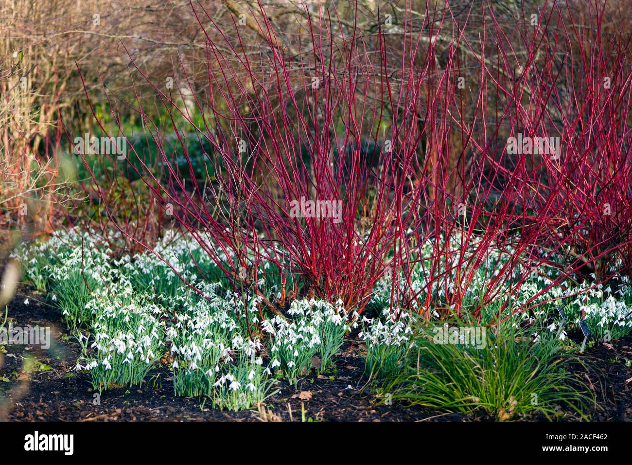 Snowdrops Rhs Snowdrop flowers (Galanthus nivalis, white) under common dogwood ...
