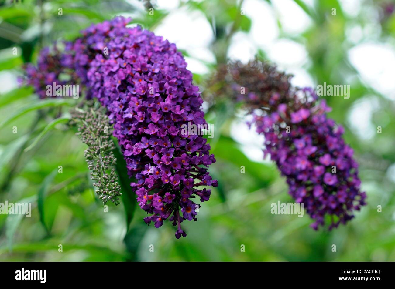 Butterfly bush (Buddleja davidii 'Nanho Purple') flowers Stock Photo