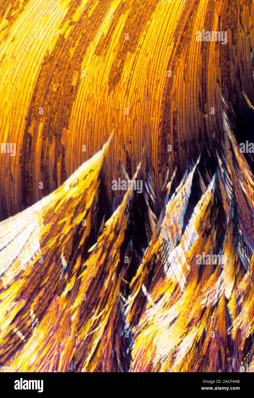Cortisol crystals, polarised light micrograph. Cortisol is a steroid ...