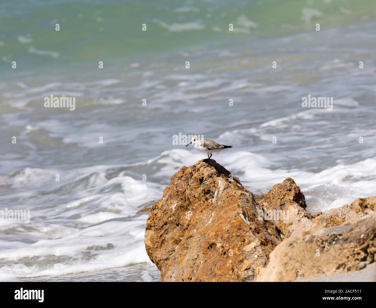 Snowy plover, Charadrius nivosus; on a stone in the surf, Sanibel Island, Florida, USA Stock Photo