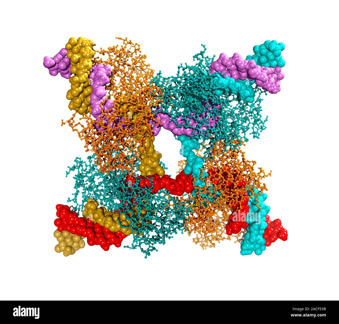 Enzyme catalysing DNA Computer model showing the