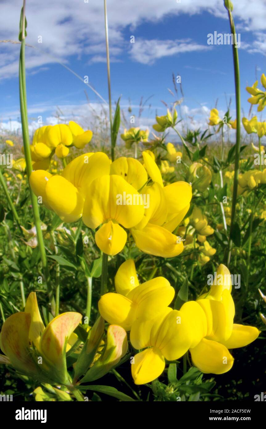 Bird's foot trefoil flowers (Lotus corniculatus Stock Photo Alamy