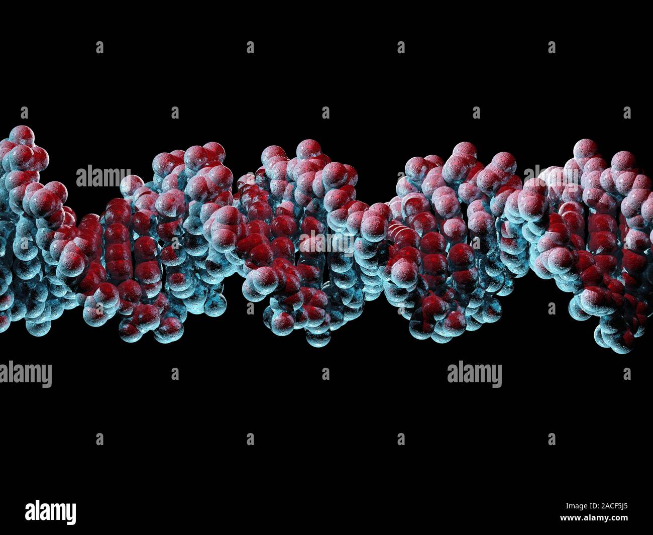 DNA molecule. Computer artwork of a molecule of DNA (deoxyribonucleic acid). DNA is composed of two strands twisted into a double helix. Each strand c Stock Photo