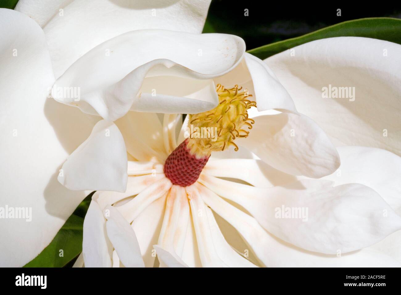 Southern magnolia (Magnolia grandiflora) flower, closeup. The