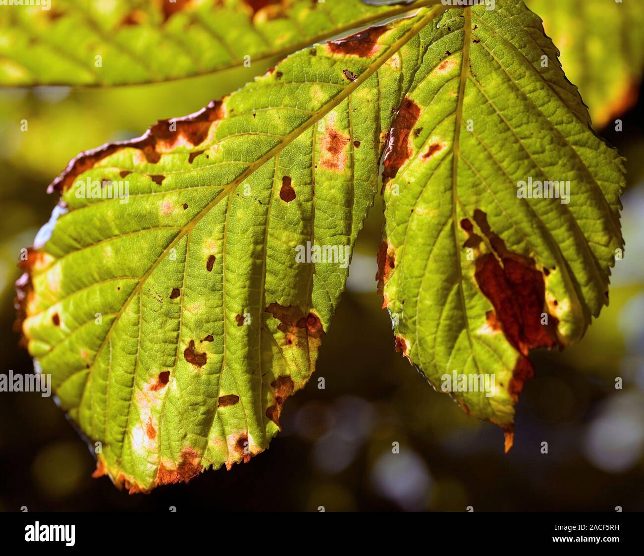 Damaged horse chestnut (Aesculus hippocastanum) leaves. The damaged