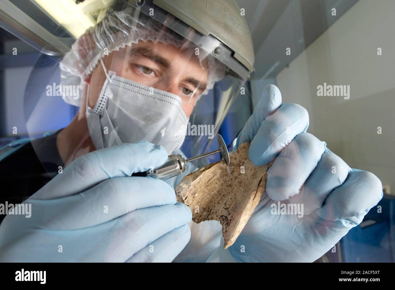 Neanderthal DNA extraction. Technician drilling a sample of fossilised