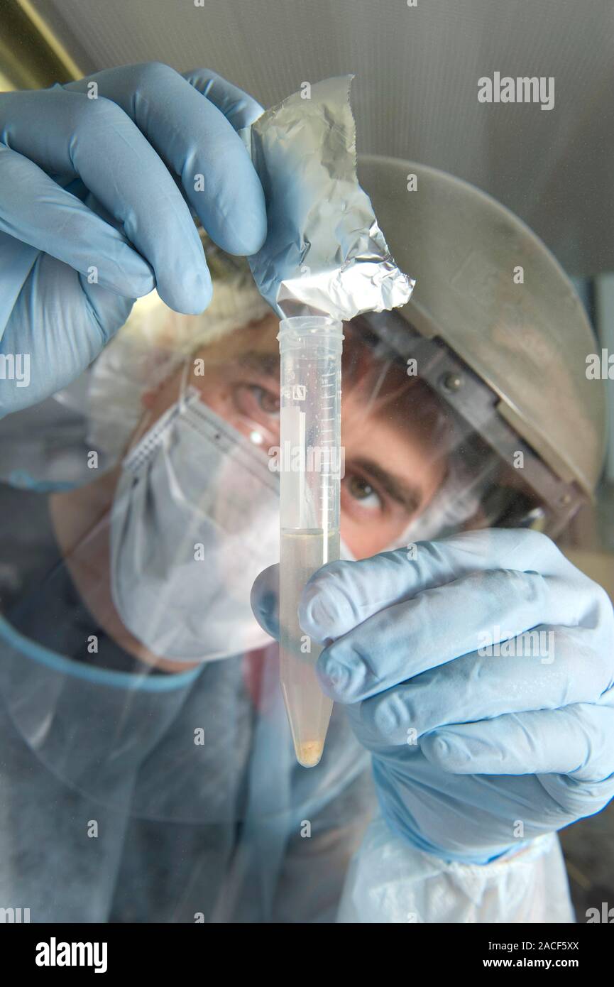 Neanderthal DNA extraction. Technician dispensing freshly drilled