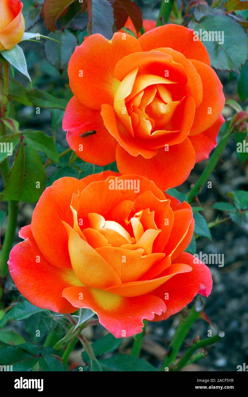 Rose flowers (Rosa 'Sue Ryder' Stock Photo Alamy