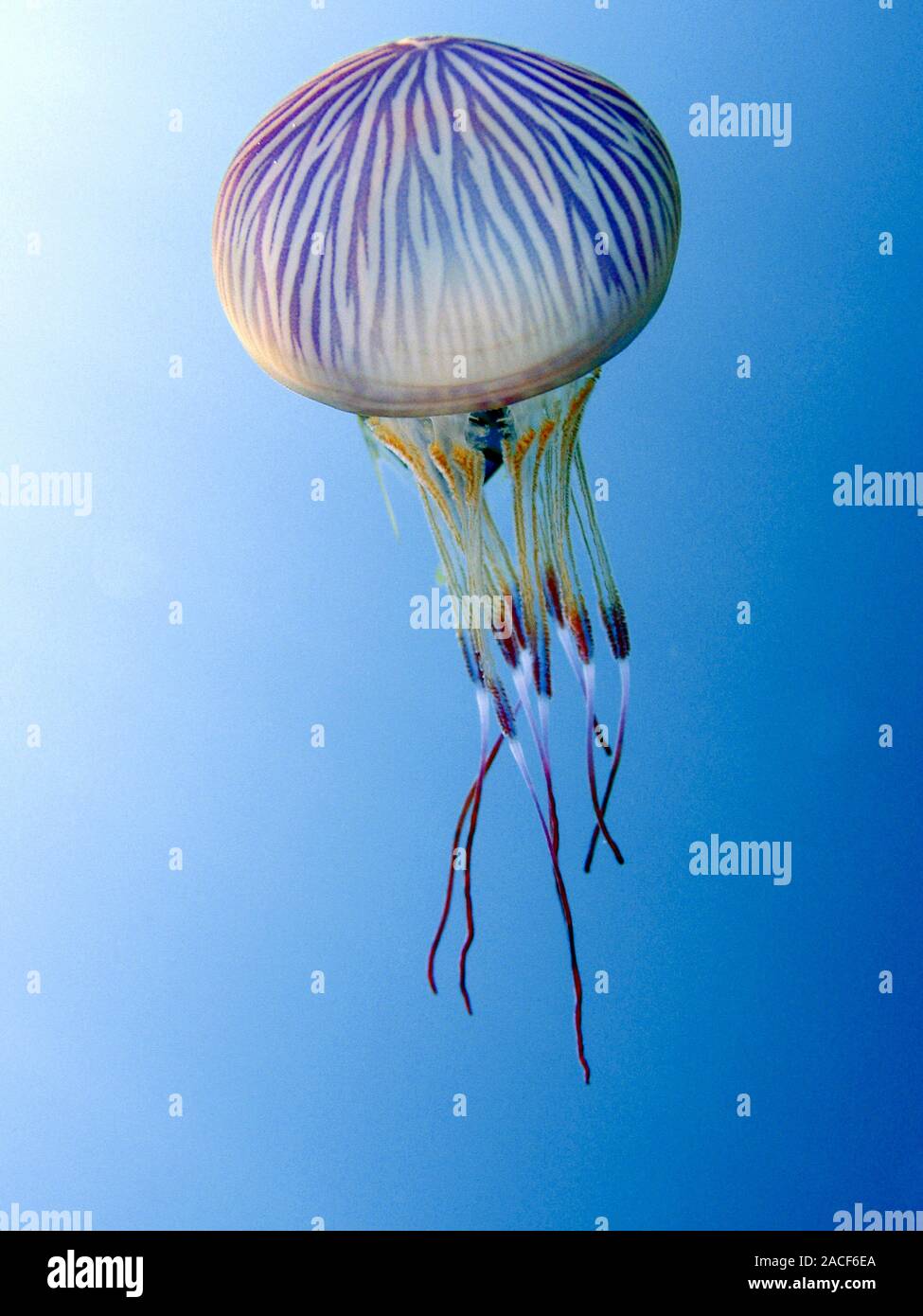Scyphozoan jellyfish (Thysanostoma thysanura) in the sea. Scyphozoa are referred to as the true jellyfish. They spend most of their lives in the free- Stock Photo
