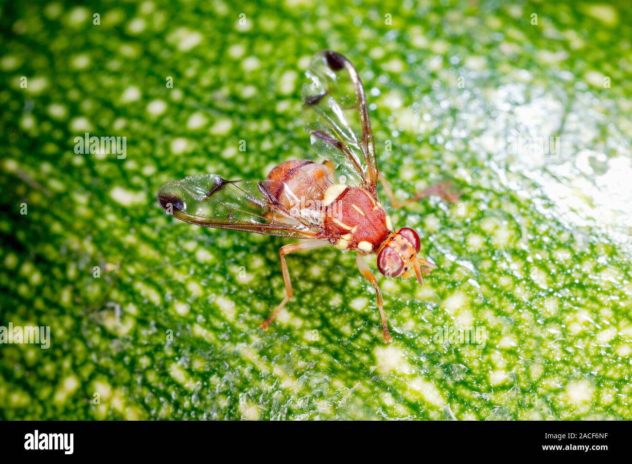 Melon fly (Bactrocera cucurbitae) on a squash (Cucurbita sp.) . Melon