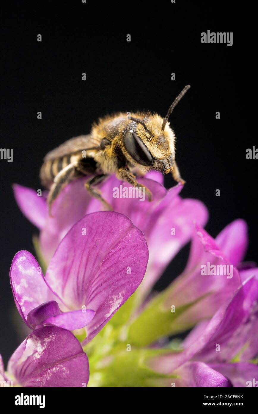 Alfalfa pollination. Closeup of an Alfalfa leafcutter bee (Megachile