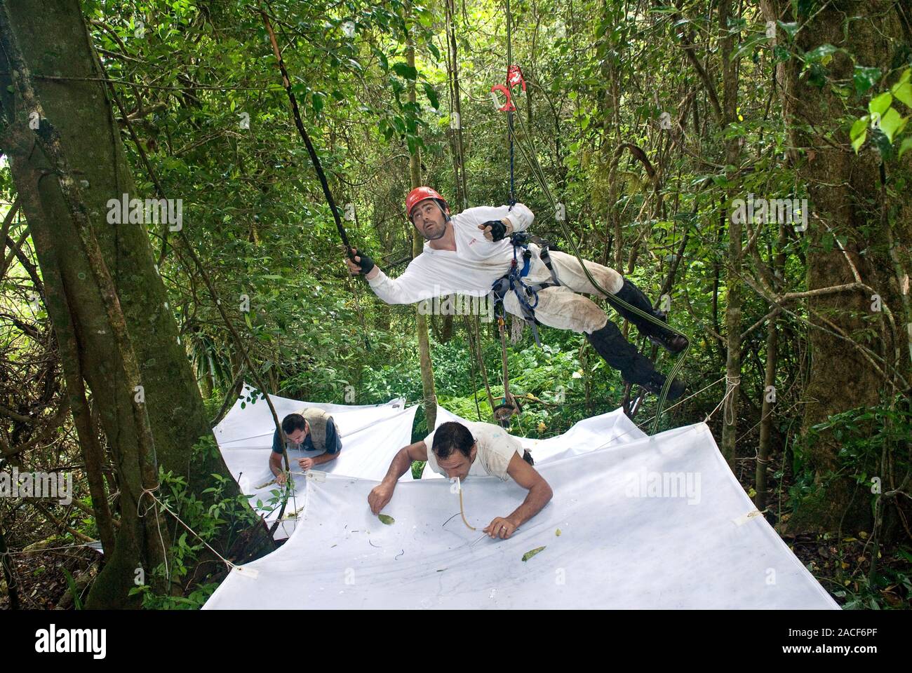Collecting insects. Entomologists beating trees and using pooters to ...