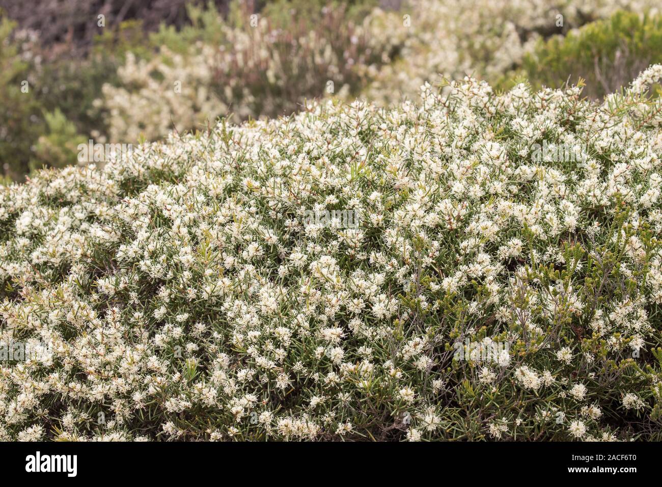 Hakea australian native flower hires stock photography and images Alamy