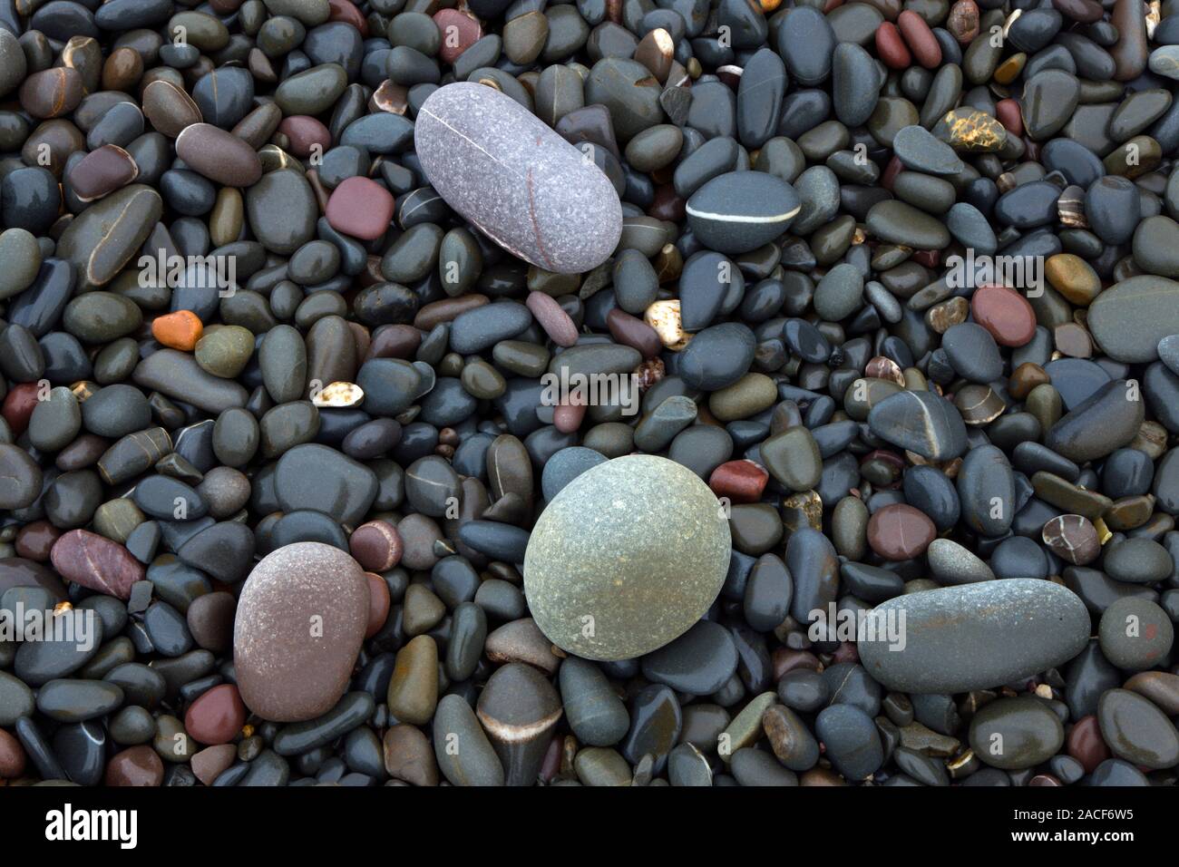 Pebbles on a beach. Photographed near Abbotsham in Devon, UK Stock ...