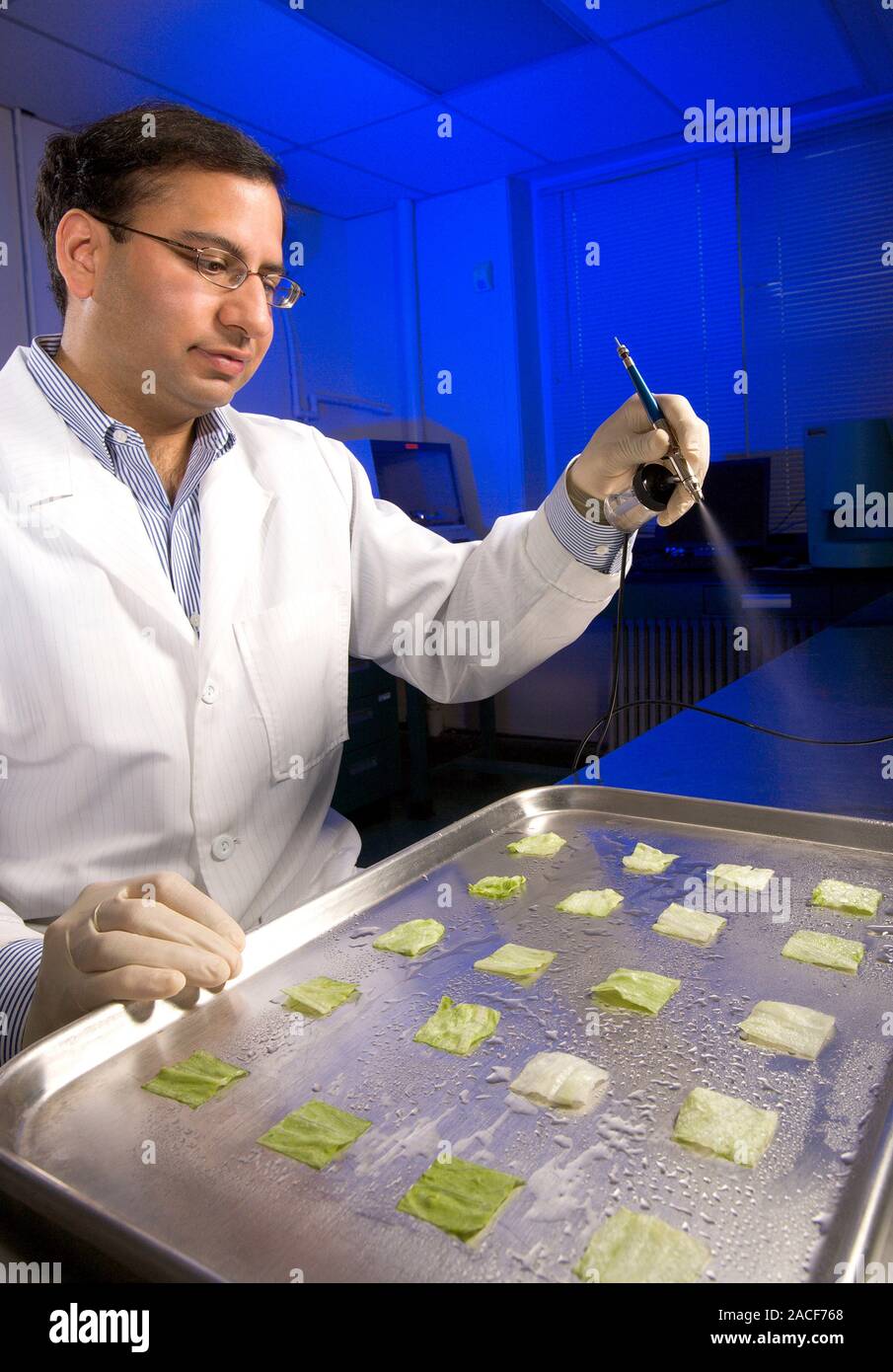 E. coli research. Microbiologist spraying a bacteriophage mixture on