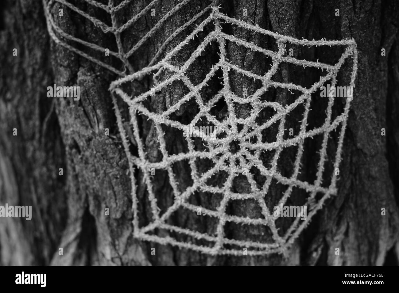 Spider web knitted from threads on a tree trunk, bw photo. Stock Photo