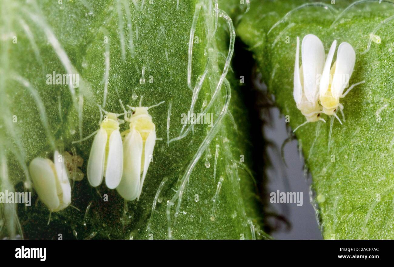organic tobacco leaf for sale Cigarette Leaf organic tobacco leaf for sale Cigarette Leaf