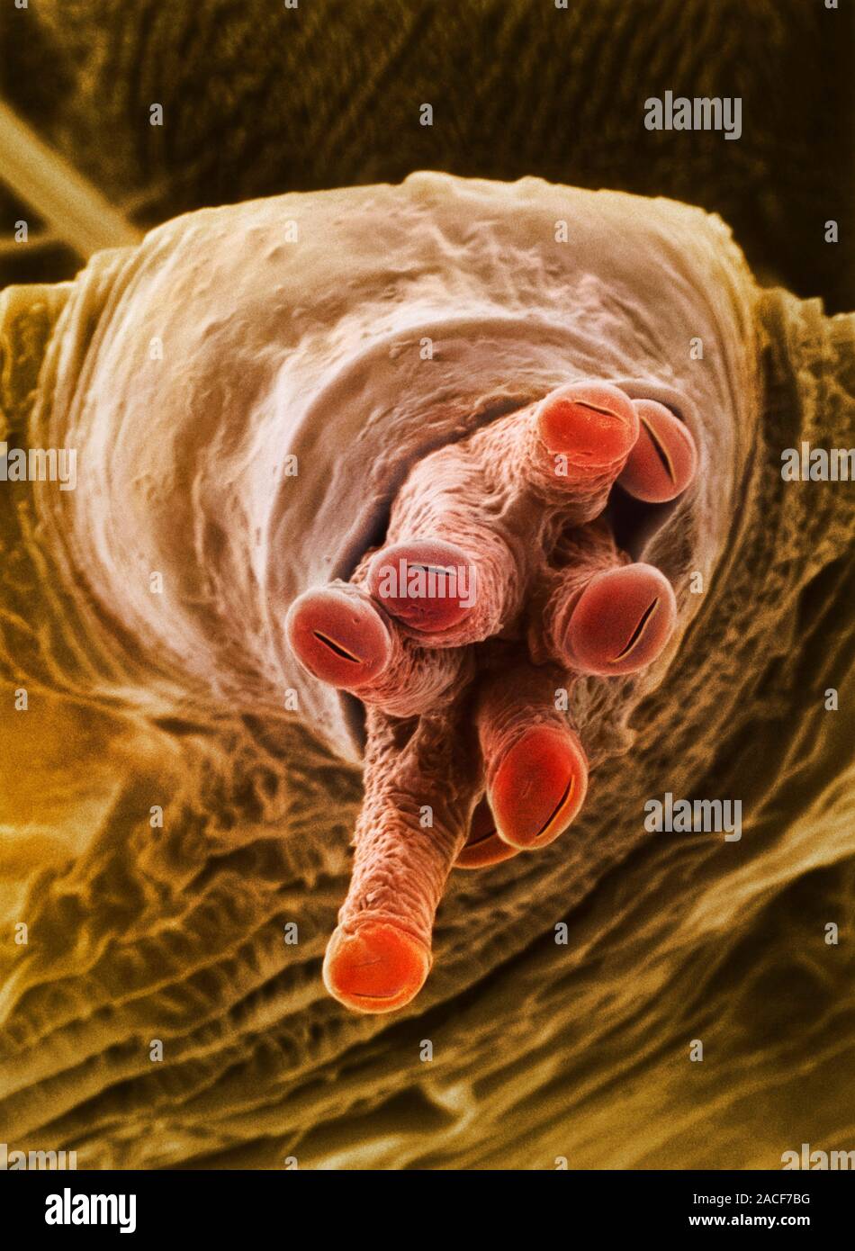 Breathing tube on a fruit fly's pupa. Coloured scanning electron ...