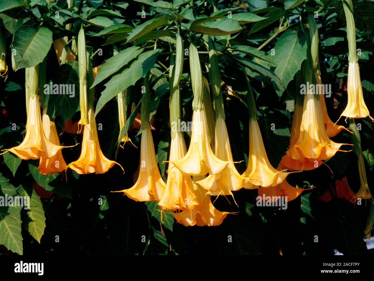 Angel's trumpet (Brugmansia aurea) flowers Stock Photo - Alamy