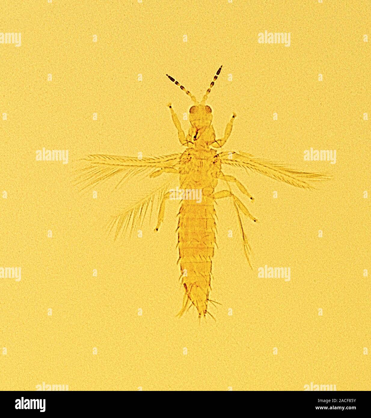Melon thrips. Light micrograph of the cropdestroying insect Thrips