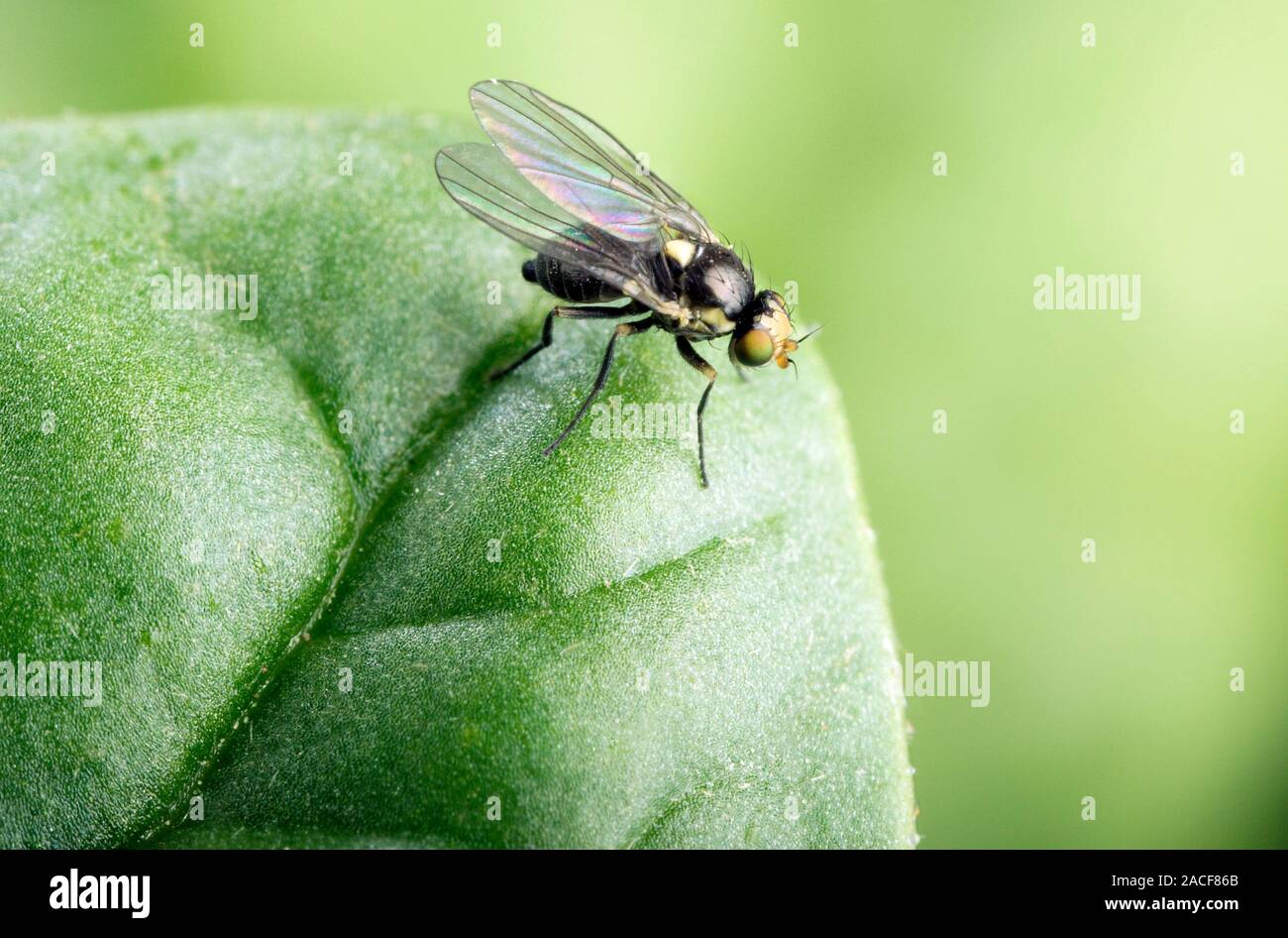Adult leafminer fly. Close-up of an adult leafminer (Liriomyza langei ...