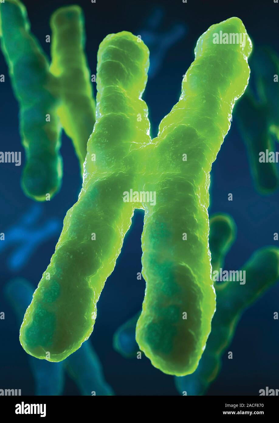 Chromosomes, computer artwork. Chromosomes are a packaged form of the ...
