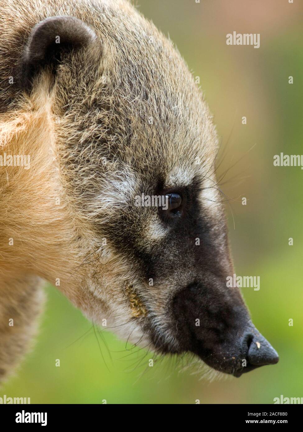 South American coati. Close-up profile view of the head of a South ...