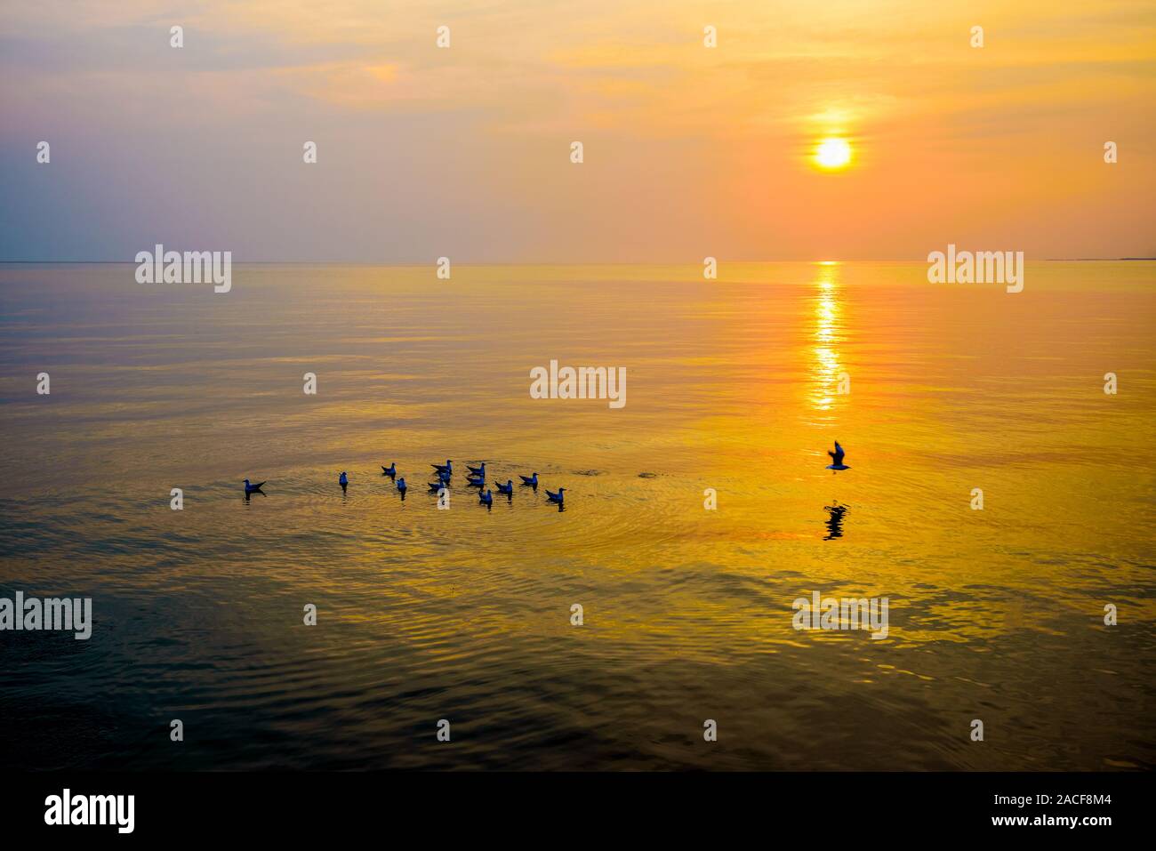 Flock of seagulls birds floating in the sea, the bright sun on the orange, yellow colorful sky sunlight reflect the water, Animal in beautiful nature Stock Photo