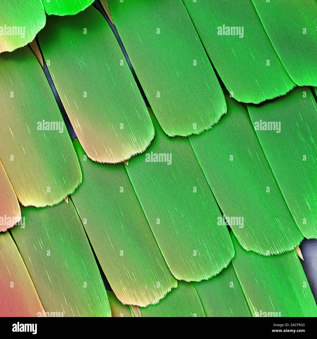 Butterfly wing scales. Coloured scanning electron micrograph (SEM) of ...
