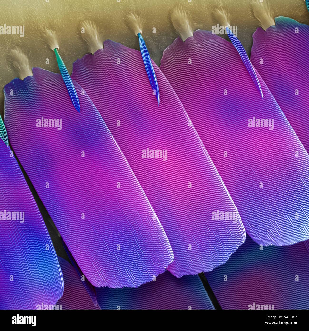 Butterfly wing scales. Coloured scanning electron micrograph (SEM) of ...
