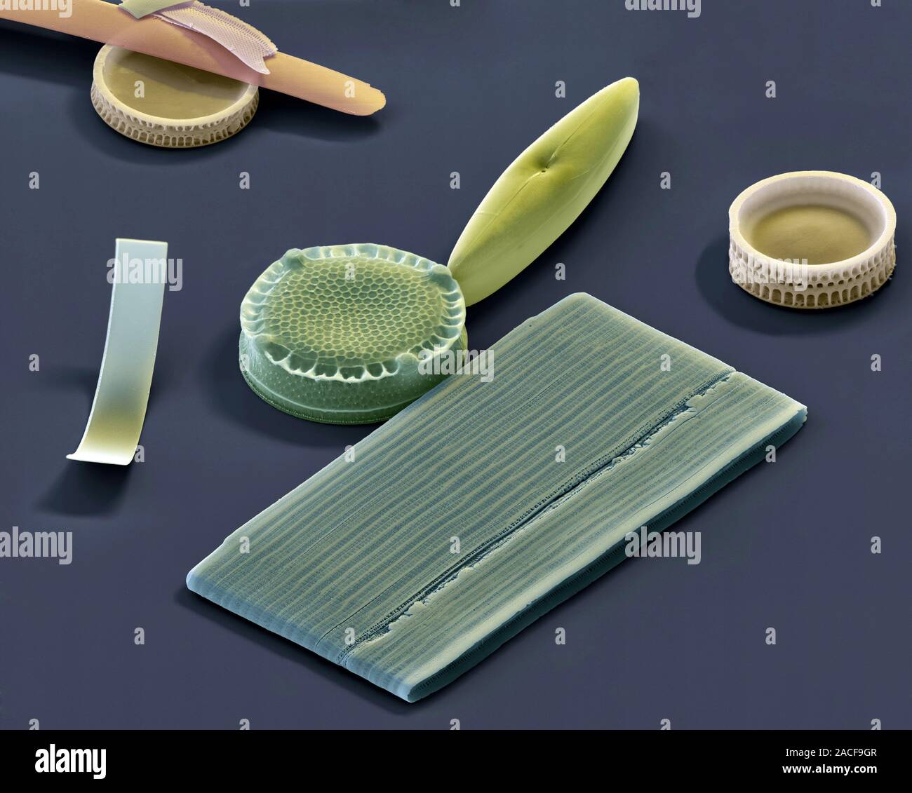 Diatoms, coloured scanning electron micrograph (SEM). Diatoms are a ...