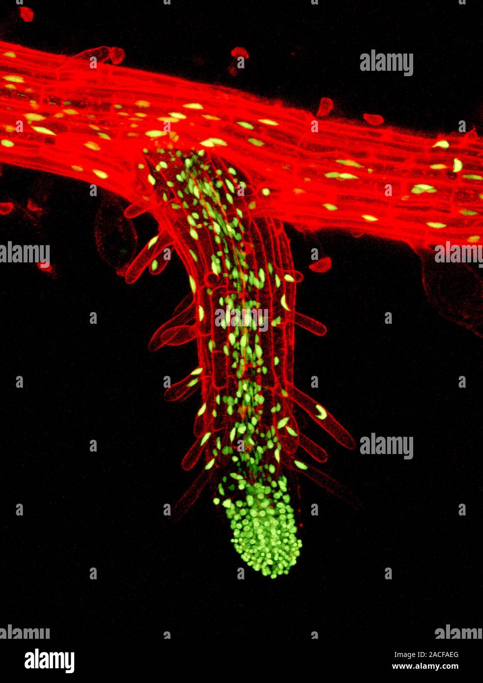 Lateral root, confocal light micrograph. 3D composite reconstruction of ...