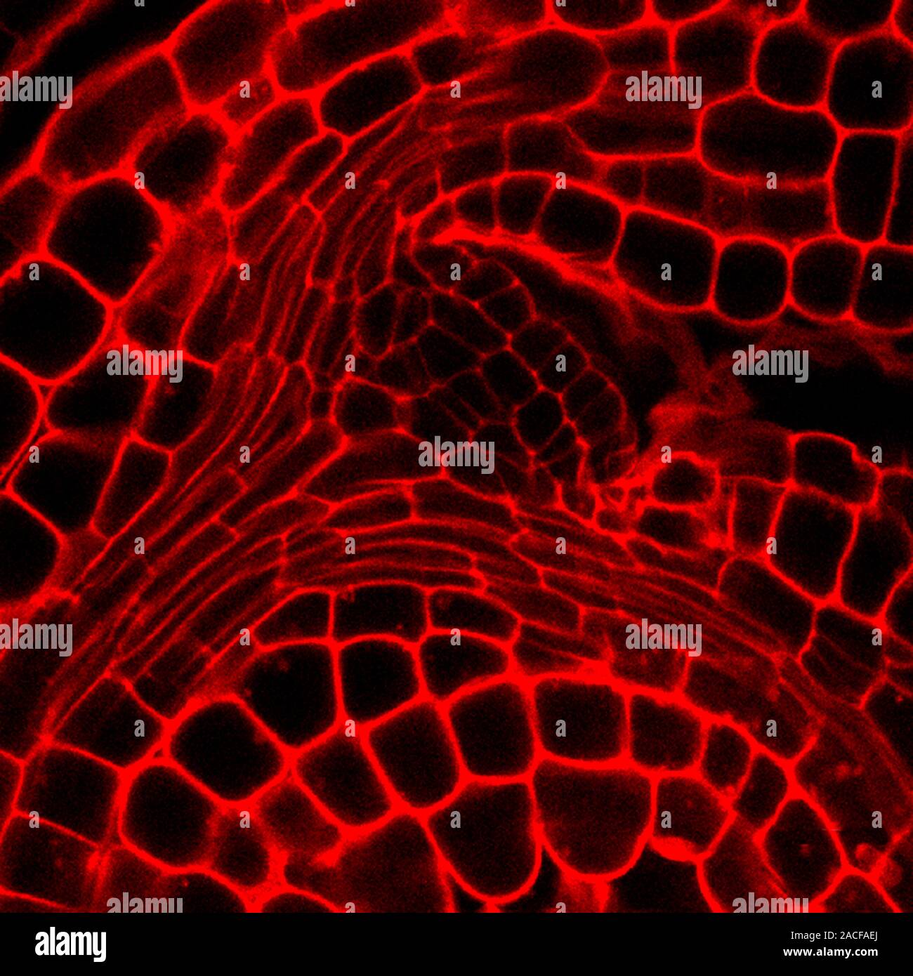Plant embryo, confocal light micrograph. Median (central) longitudinal