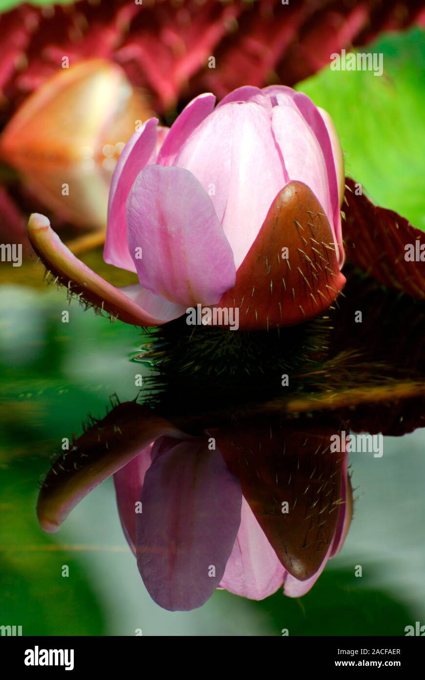 Giant Amazonian waterlily (Victoria amazonica cruziana) flower, over