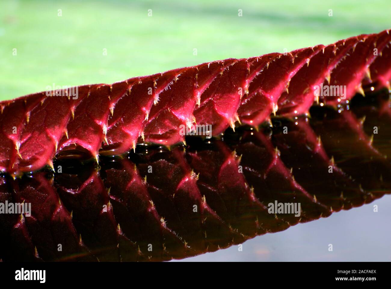 Giant Amazonian waterlily (Victoria amazonica cruziana) pad (leaf) and