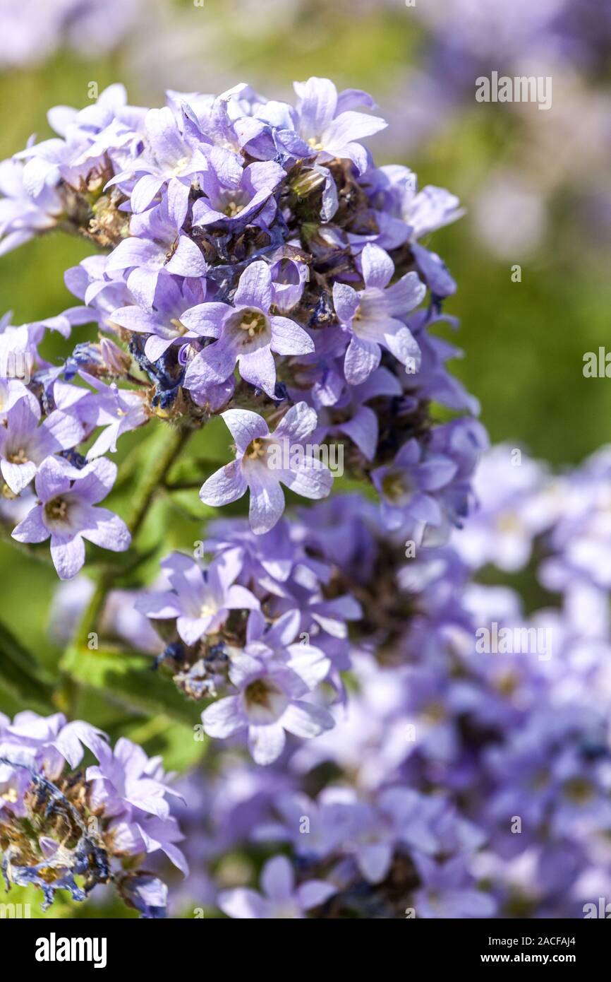 Milky Bellflower Campanula lactiflora 'Pritchard's Variety' Stock Photo