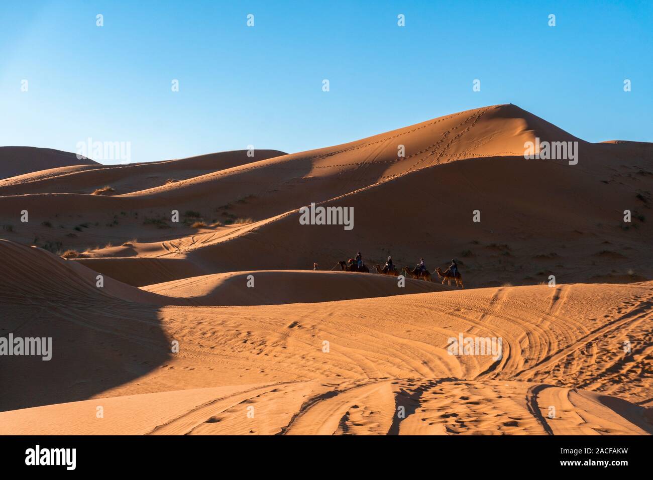 Caravan in Sand dunes of Erg Chebbi in the Sahara Desert, Morocco Stock Photo