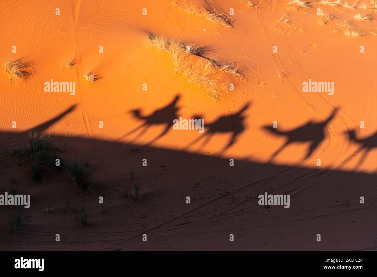 Shades of Camel caravan on sand dunes in Sahara desert, Morocco Stock Photo