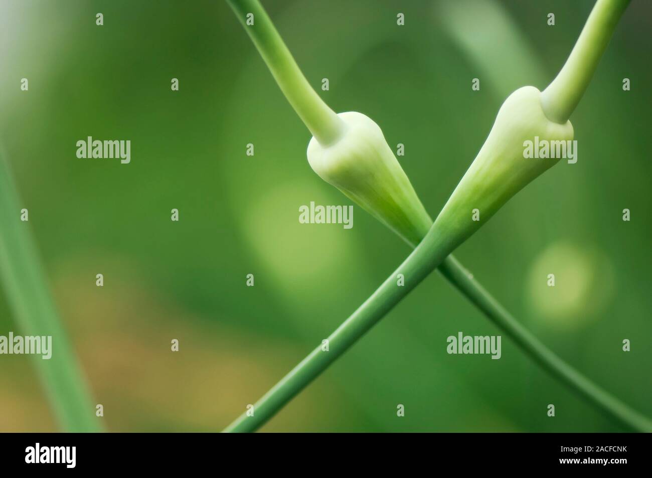 Garlic (Allium sativum) flower buds Stock Photo Alamy