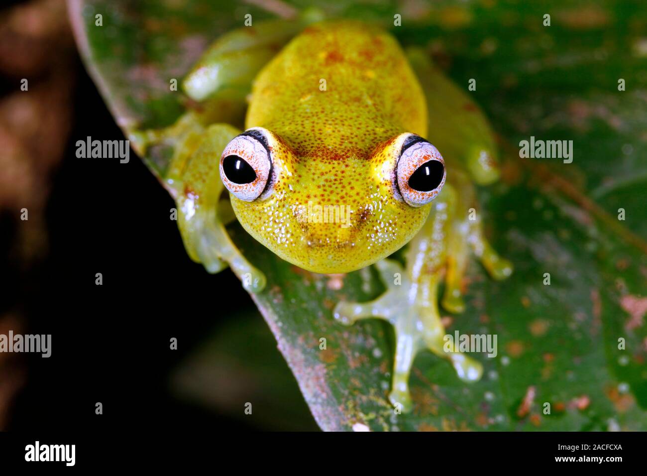 Tropical frog (Pristimantis lacrimosus). Photographed in swampy