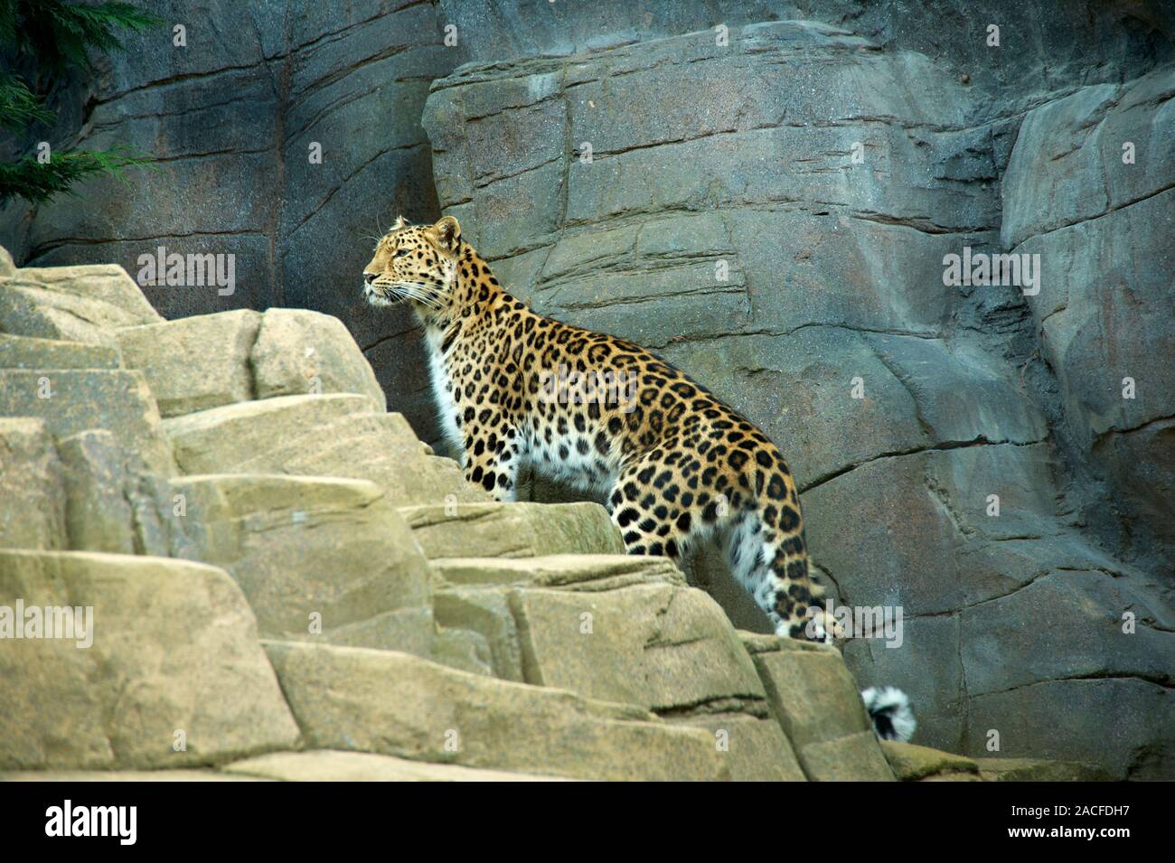 The Leopard - an endangered African species. Stock Photo